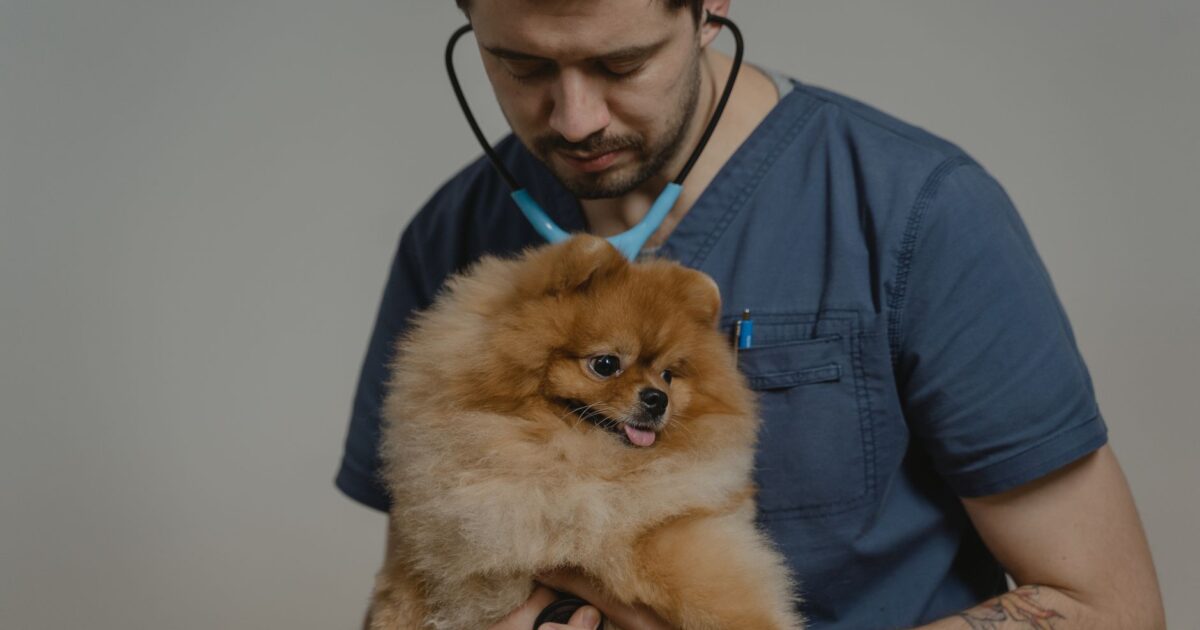 Viral: Perguntas Frequentes Respondidas sobre Pets