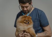 Viral: Perguntas Frequentes Respondidas sobre Pets