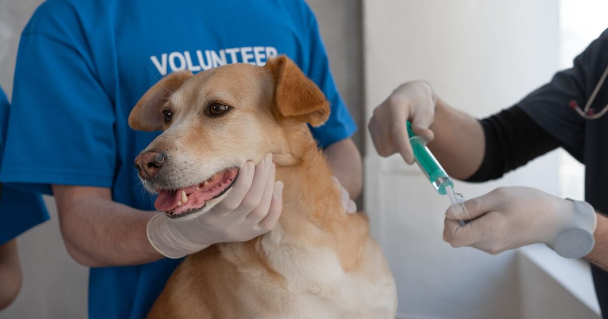 Vacinas para pets: quais são obrigatórias e quais são opcionais