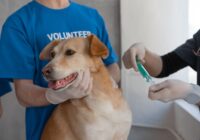 Vacinas para pets: quais são obrigatórias e quais são opcionais