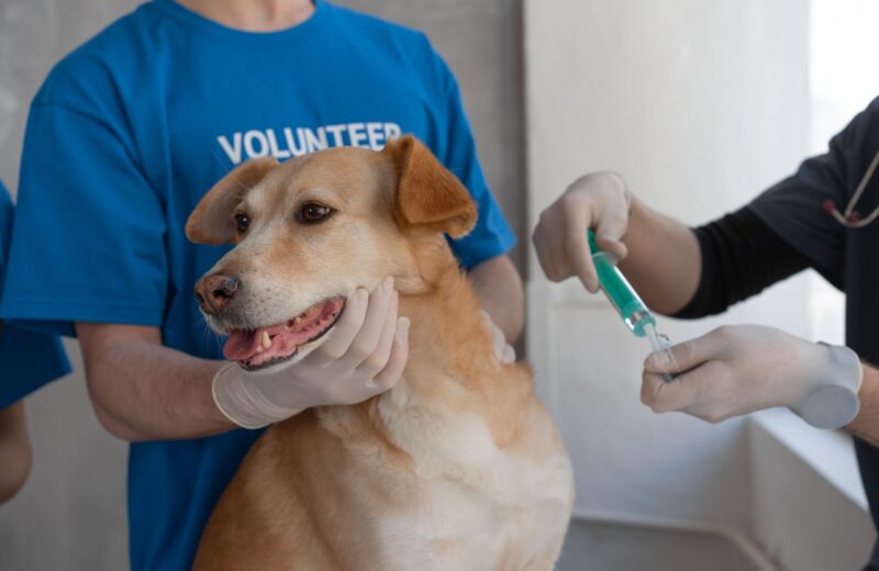 Vacinas para pets: quais são obrigatórias e quais são opcionais