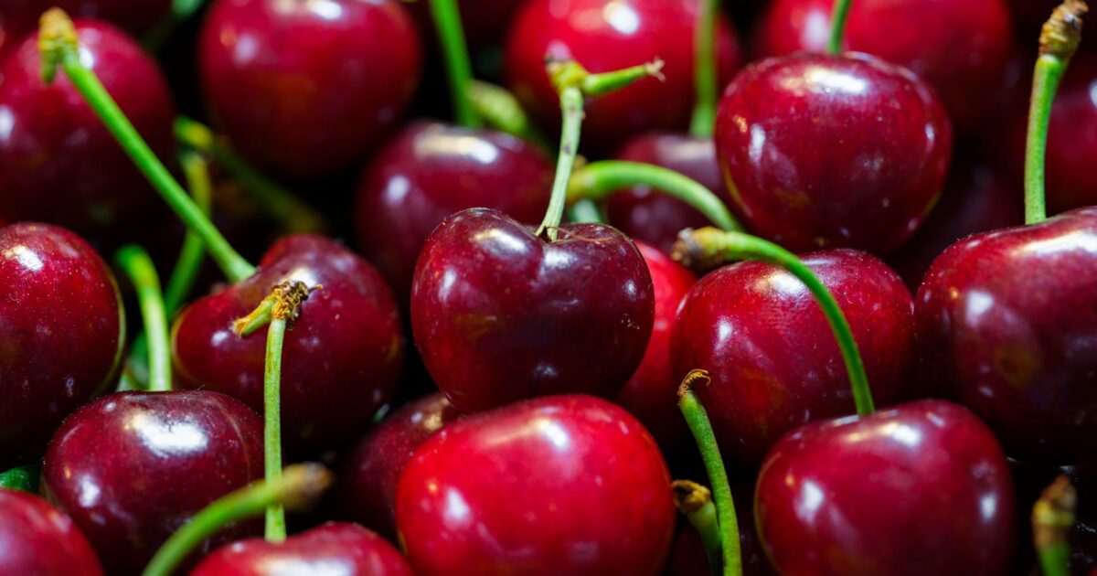 Alimentação saudável para cães: ração vs comida natural
