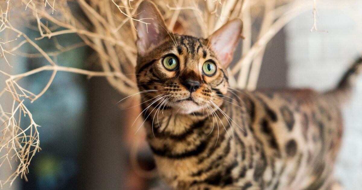 Bengal: o gato de aparência selvagem e vida doméstica