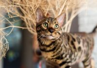 Bengal: o gato de aparência selvagem e vida doméstica