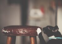A black and white cat wearing a blue collar scratches a worn wooden stool indoors.