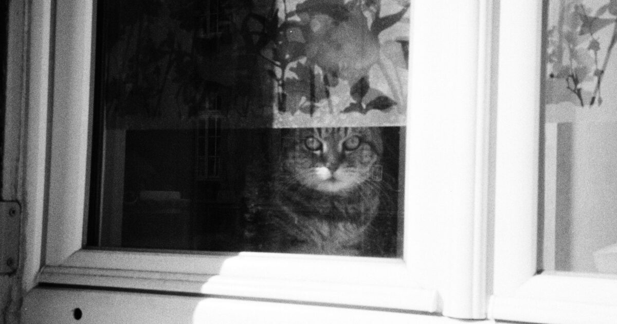 Tela de proteção para gatos: tipos e como instalar
