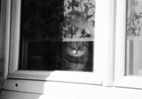 A cat gazes through a window with floral curtains in a monochrome setting.