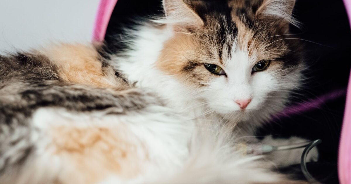 Peritonite Infecciosa Felina (PIF): O Que É e Como Tratar