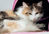 Peritonite Infecciosa Felina (PIF): O Que É e Como Tratar