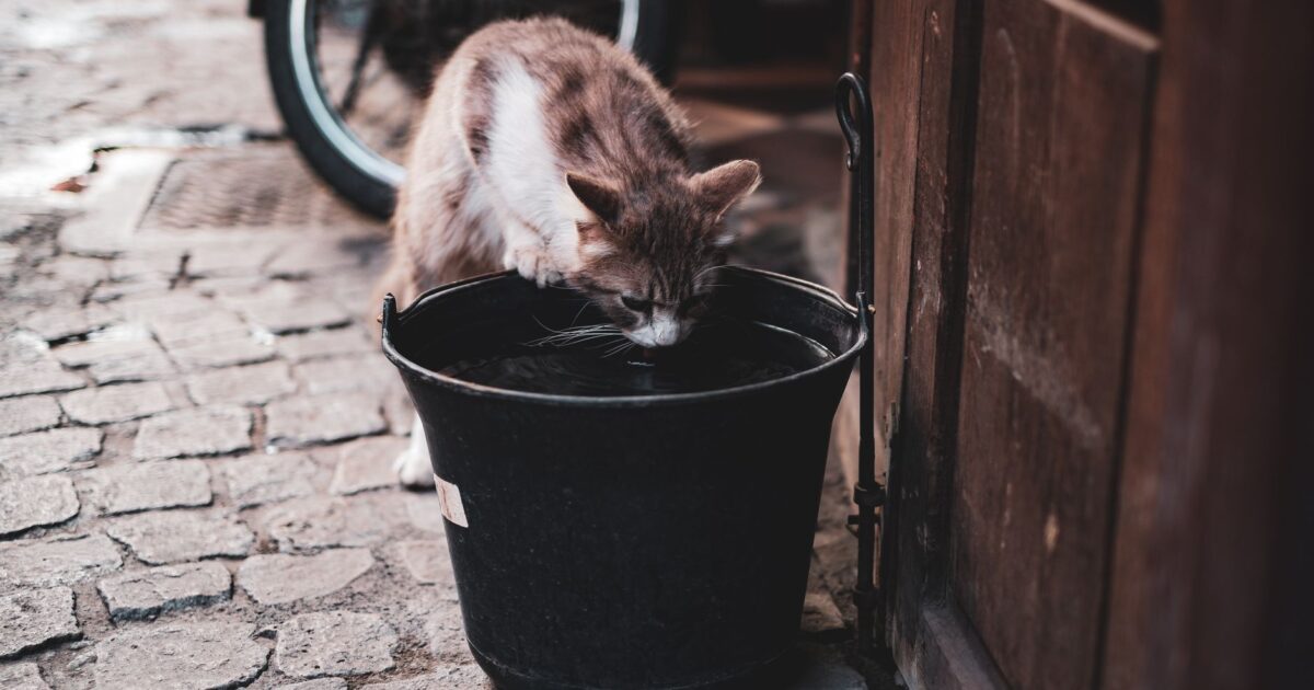 Doença renal crônica em gatos: sinais e tratamento