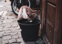 Doença renal crônica em gatos: sinais e tratamento