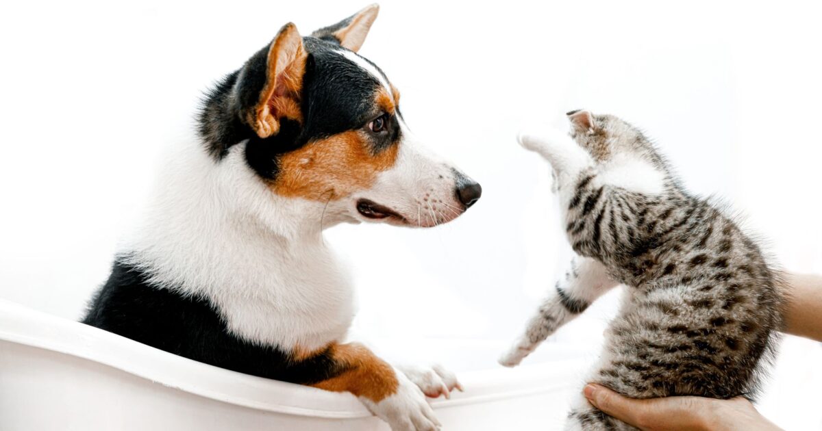 Os nomes de pets mais populares do Brasil em 2025