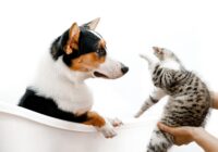 Os nomes de pets mais populares do Brasil em 2025