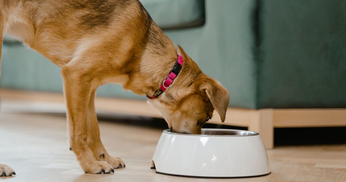 Parvovírus em cães: o que é e como proteger seu pet