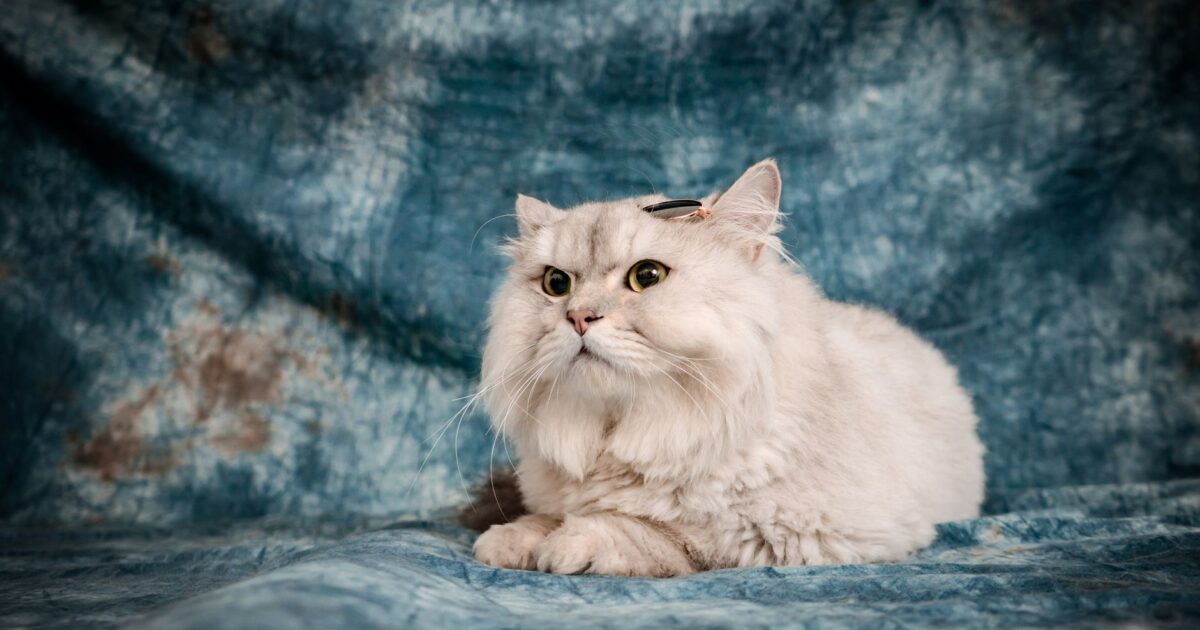 Gato Persa: guia completo da raça mais popular do Brasil