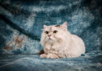 Gato Persa: guia completo da raça mais popular do Brasil