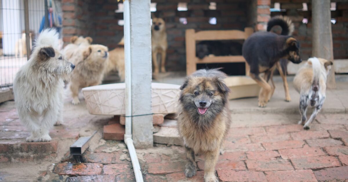 Os 10 cães mais populares do Brasil em 2025: O Ranking
