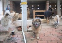 Os 10 cães mais populares do Brasil em 2025: O Ranking