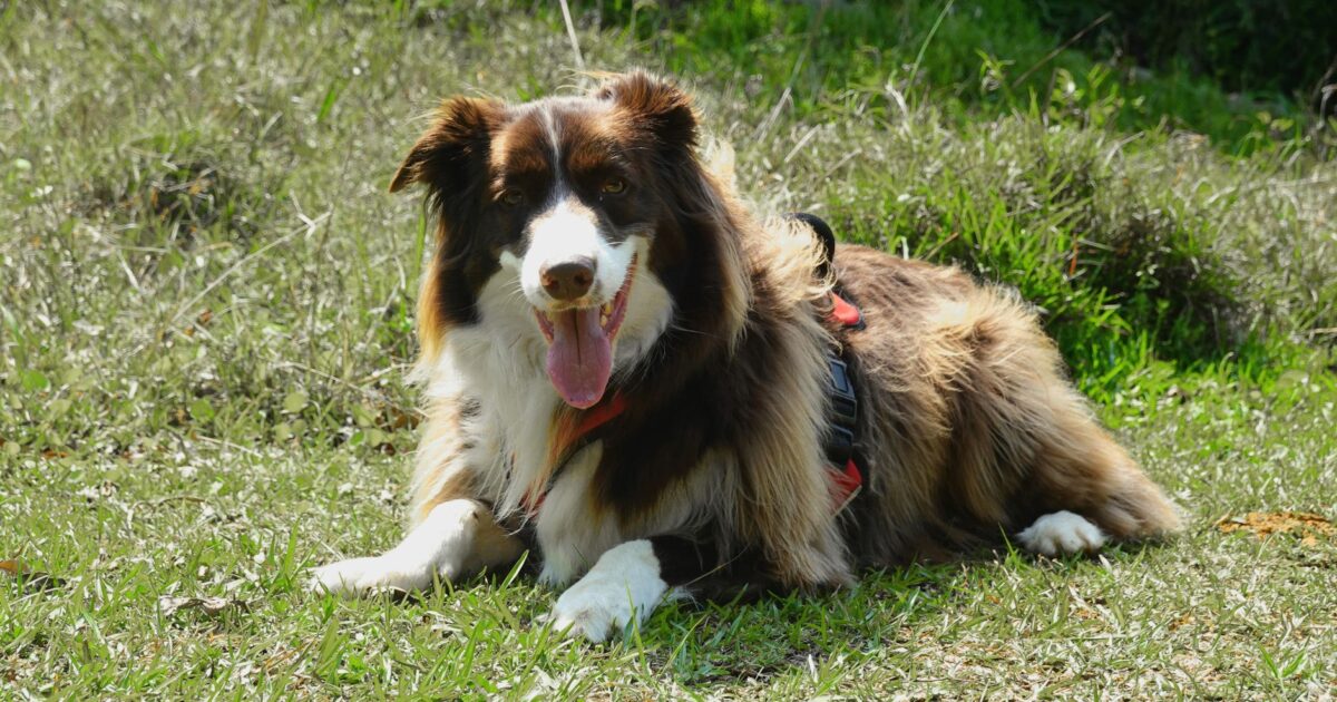Border Collie: a raça mais inteligente e como cuidar