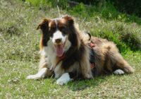 Border Collie: a raça mais inteligente e como cuidar