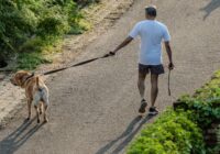 Obesidade canina: riscos e como ajudar seu cão a emagrecer