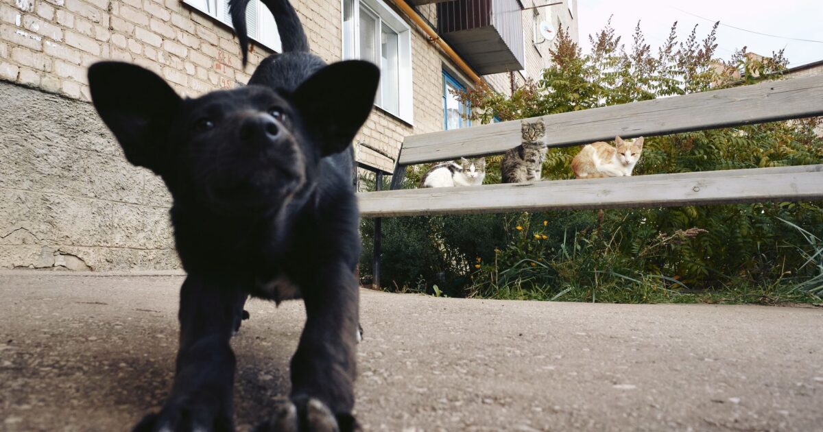 Linguagem corporal de pets: aprenda a entender seu animal