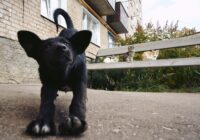 Linguagem corporal de pets: aprenda a entender seu animal