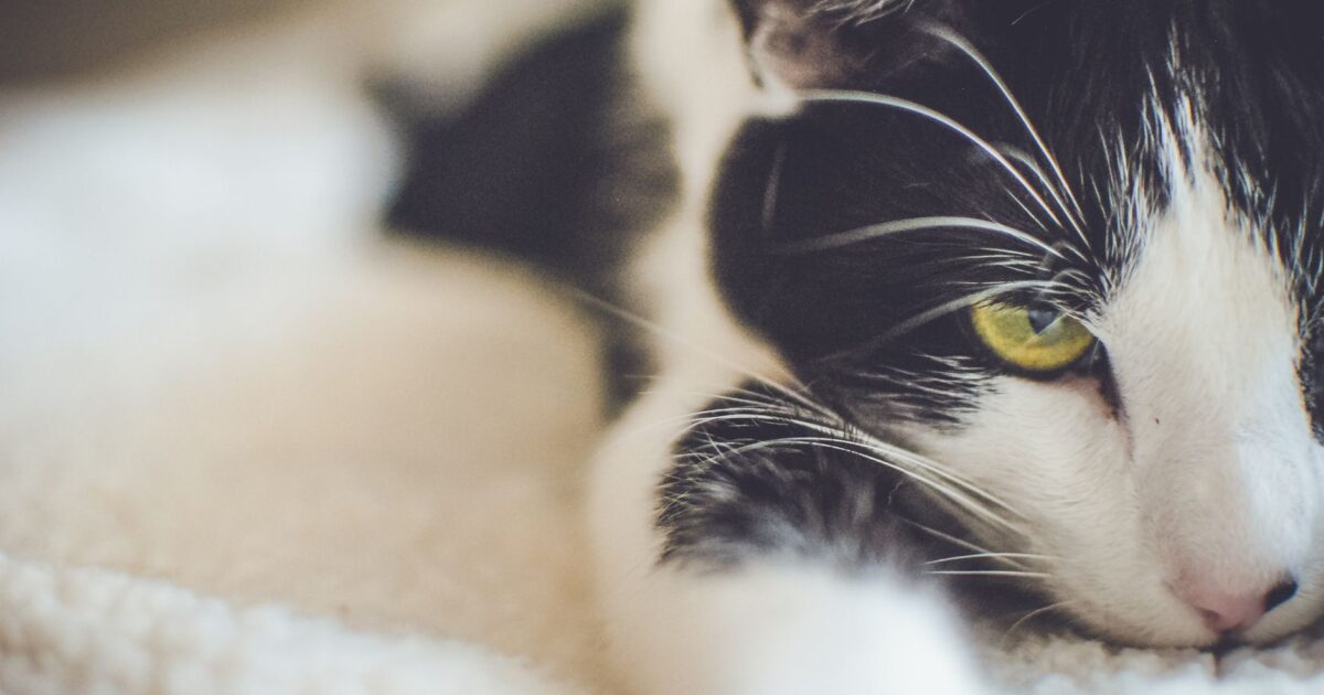 Hipertireoidismo em gatos: sintomas e tratamento guia
