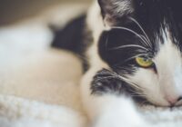 A relaxed black and white domestic cat with yellow eyes, close-up view.