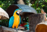 A stunning blue and yellow macaw perches on a tree stump in a natural setting, showcasing vibrant colors.