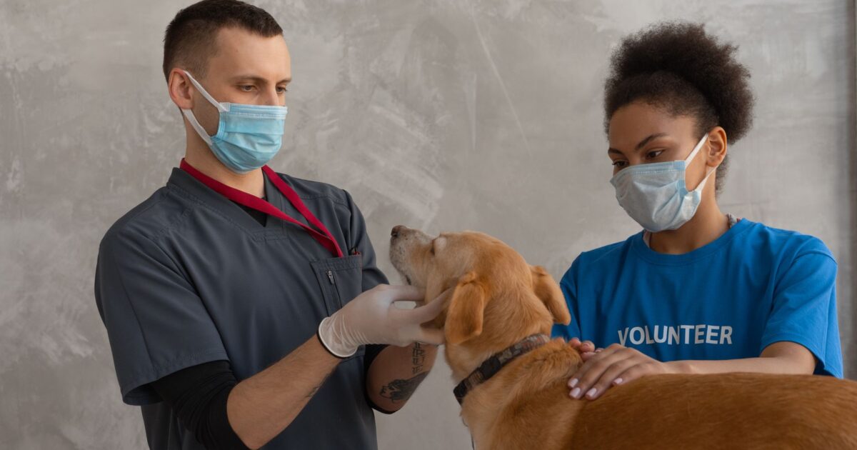 Terapia comportamental veterinária: quando buscar ajuda