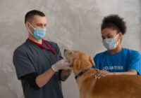 Terapia comportamental veterinária: quando buscar ajuda