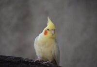 A vibrant cockatiel with yellow crest perched on a branch, offering a front view.