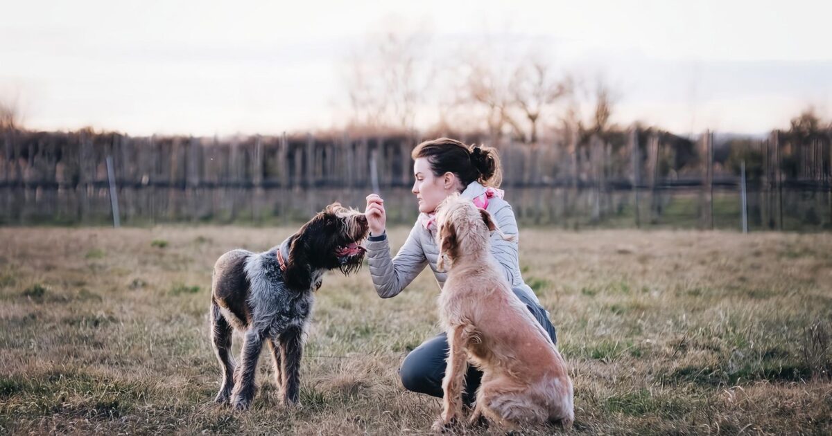 Comandos básicos para cães: senta, fica, vem e deita
