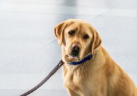 A yellow Labrador Retriever with a blue collar on a leash indoors, looking sad.