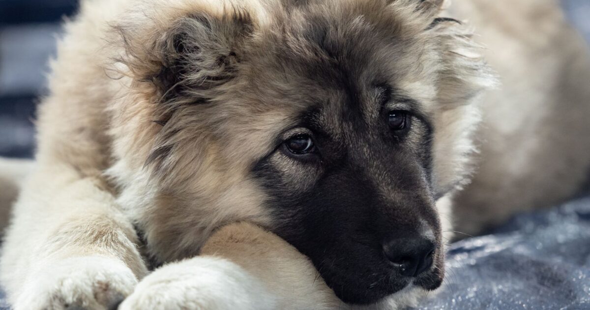 Cachorros que parecem ursos: raças gigantes e fofas