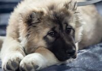 Adorable Caucasian Shepherd puppy resting with a thoughtful expression. Perfect for pet lovers.