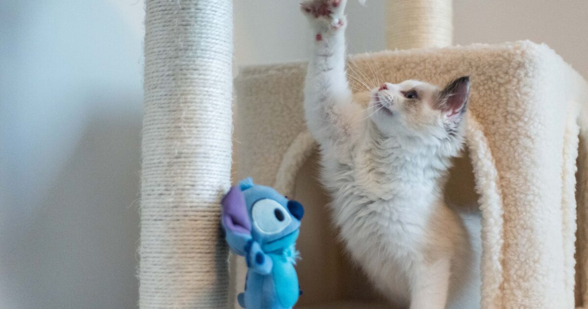 Arranhador para gatos: tipos e como acostumar o gato