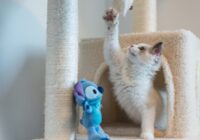 Adorable kitten playing with toy on cat tree indoors. Perfect pet-themed stock photo.