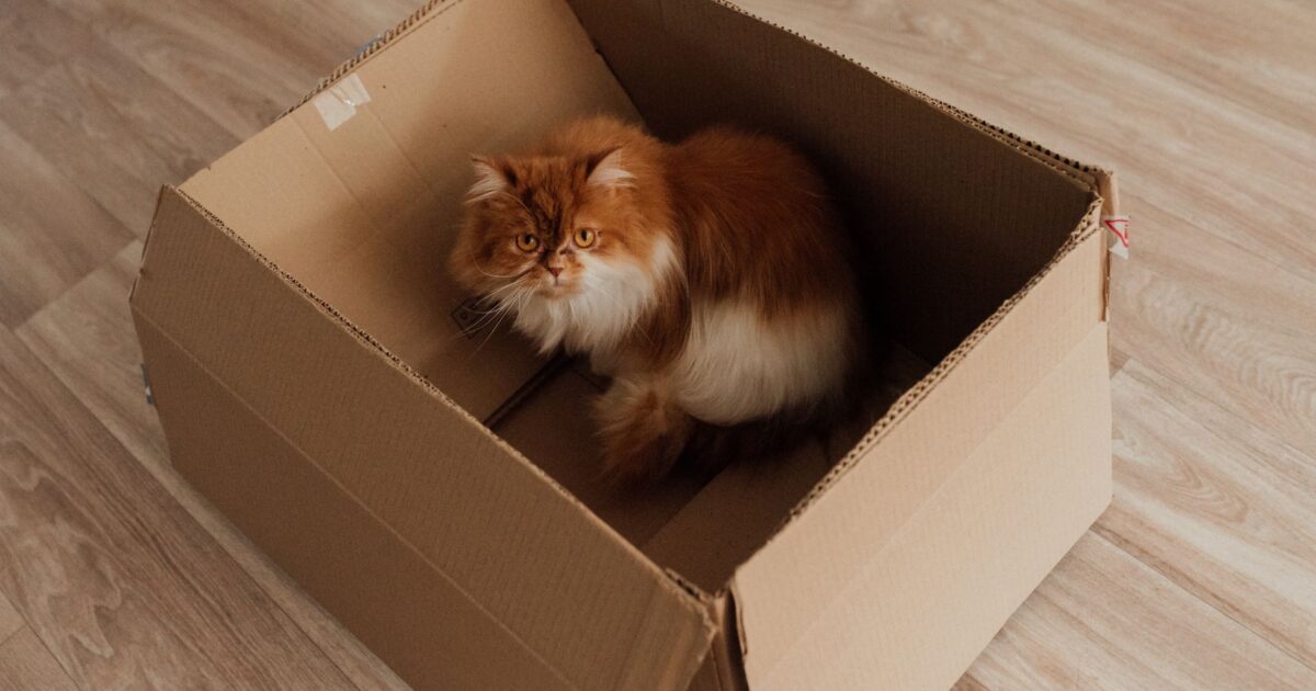 Por que gatos ficam em caixas? A ciência explica