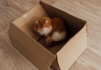 Adorable Persian cat sitting comfortably in a cardboard box indoors.