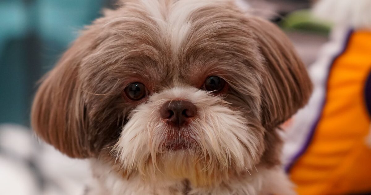 Shih Tzu: origem, temperamento e cuidados específicos