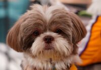 Adorable Shih Tzu dog with fluffy fur and attentive expression, ideal pet lifestyle image.
