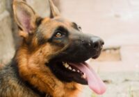 Charming close-up of a German Shepherd with vibrant fur and tongue out, showcasing its lovable nature.