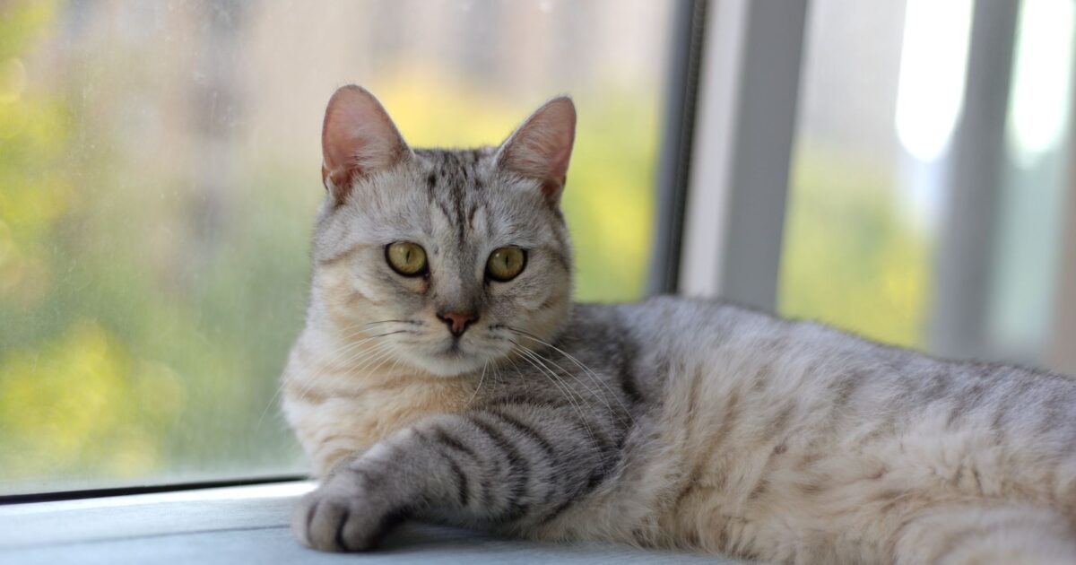FIV e FeLV em gatos: o que são e como prevenir