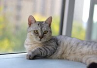 Charming grey tabby cat lounging by a window, perfectly capturing a moment of feline tranquility.