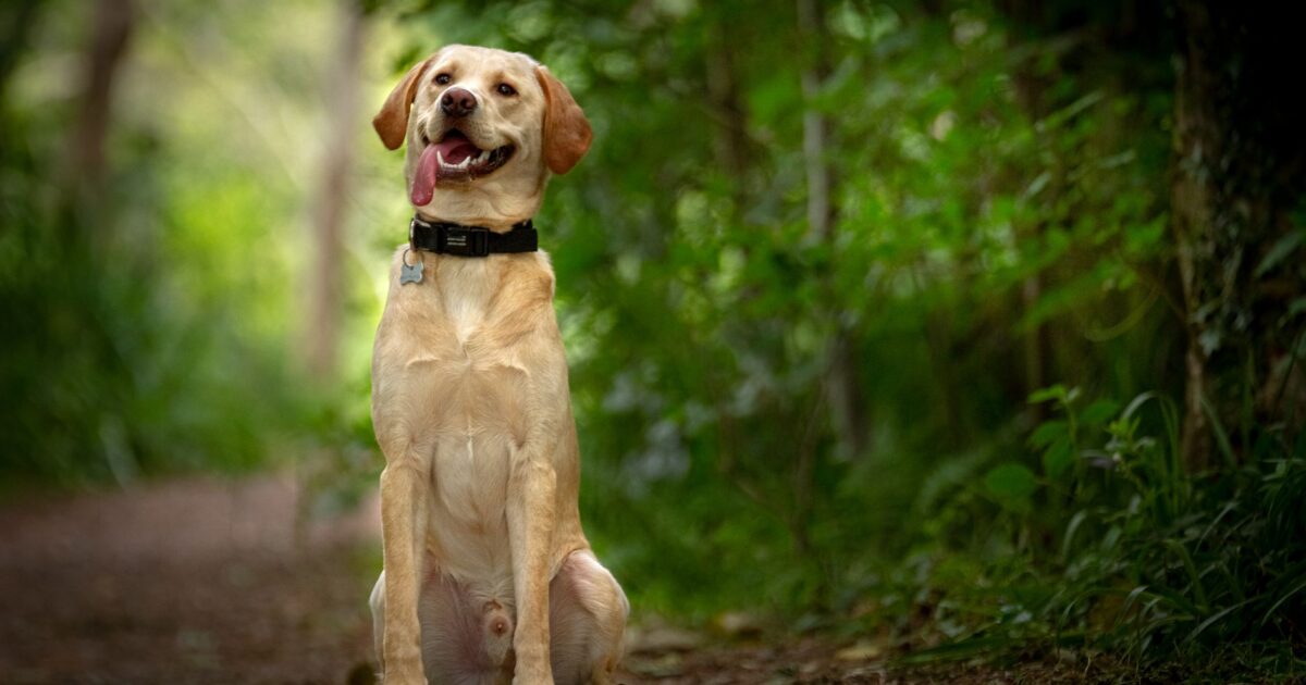 Labrador Retriever: temperamento, saúde e cuidados