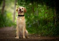 Labrador Retriever: temperamento, saúde e cuidados