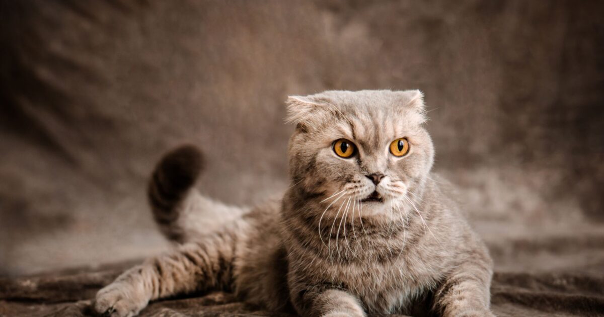 Scottish Fold: as orelhas dobradas e os cuidados necessários