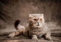 Charming Scottish Fold cat lying on a textured gray background, showing off thick fur and expressive amber eyes.
